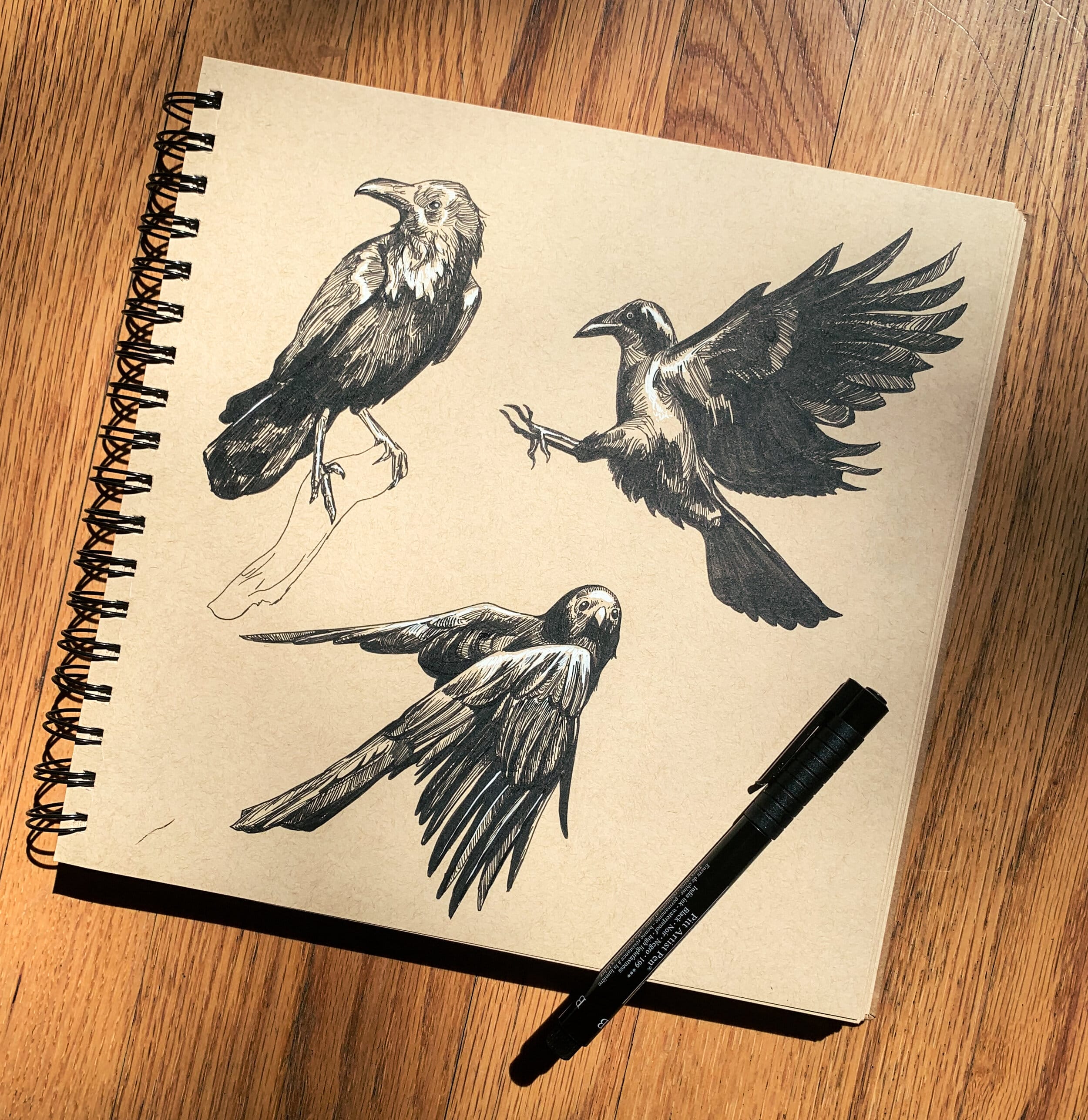 sketches of ravens